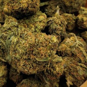 HASHPLANT