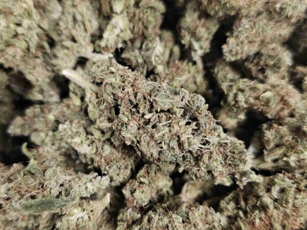 JUICY FRUIT