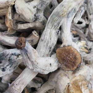 PSILOCYBIN RAW MUSHROOMS