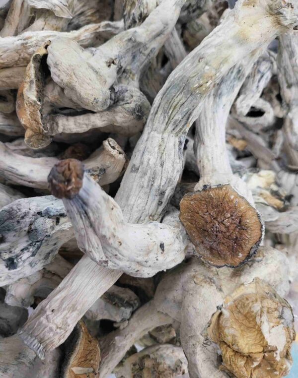 PSILOCYBIN RAW MUSHROOMS